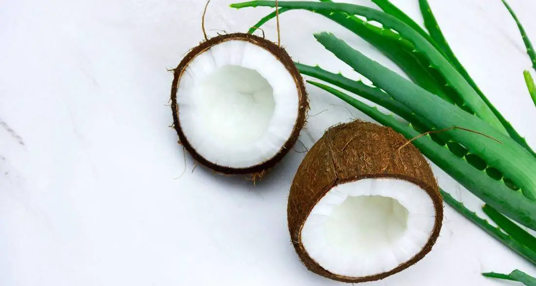 Aloe Vera and coconut oil